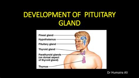 Solution Development Of Pituitary Gland Studypool
