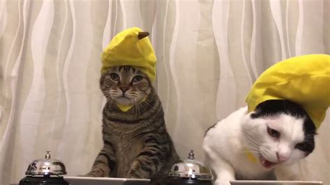 Cats In Banana Hats Ring Bells Youtube