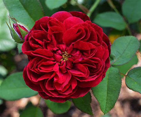 Red David Austin Garden Rose