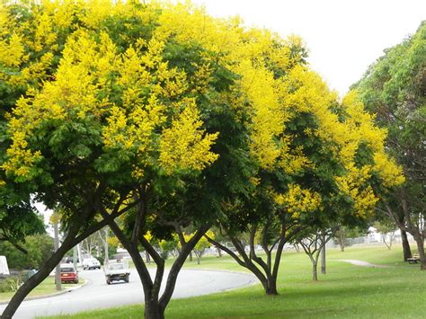 Yellow Flowering Trees 89365 Flickr Photo Sharing