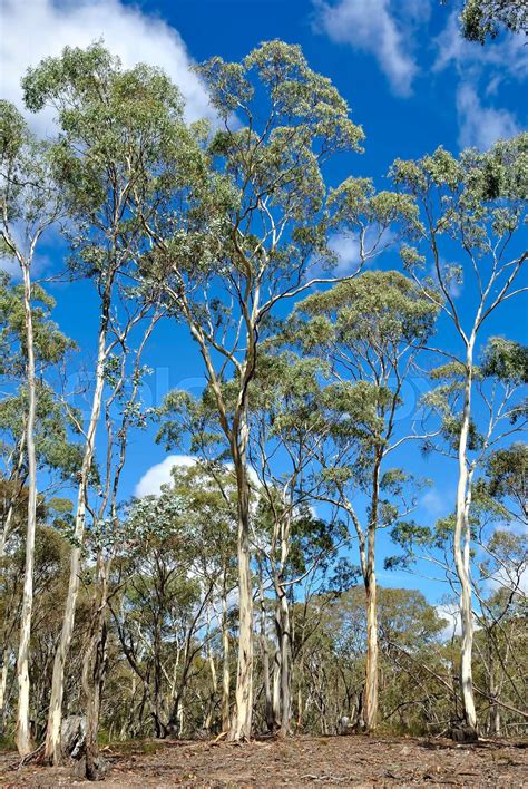 Eucalyptus Forest Victoria Australia Stock Image Colourbox
