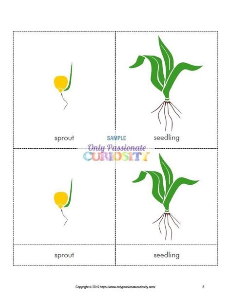 All About Corn Life Cycle Unit Study This Fun Activity Packed