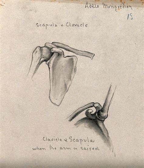 Clavicle Drawing At Explore Collection Of Clavicle