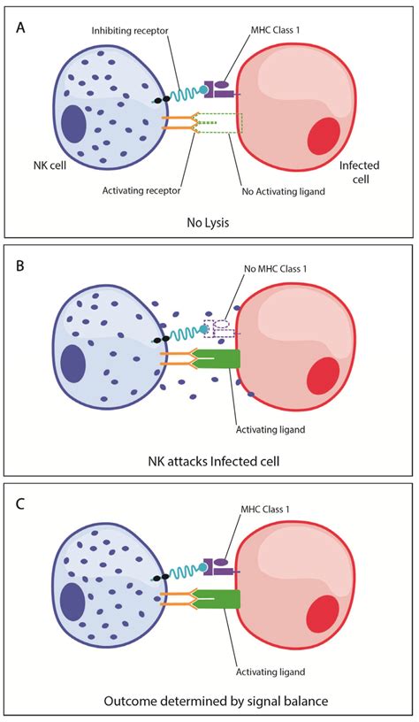 Natural Killer NK Cell Activating And Inhibitory Signaling Mediates