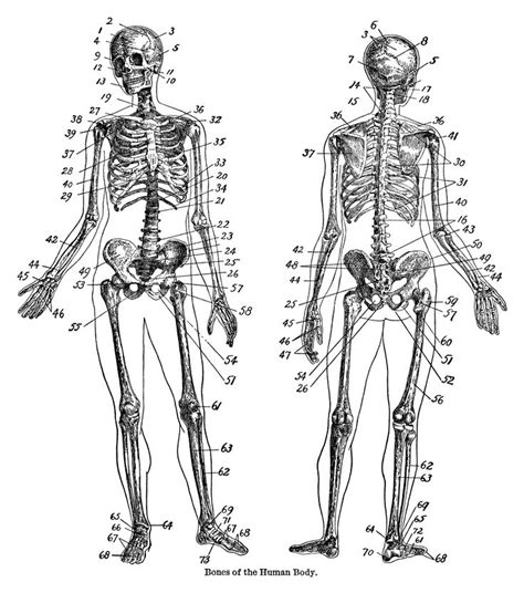 Anatomy Skeleton Clip Art Vintage Skeleton Anatomy