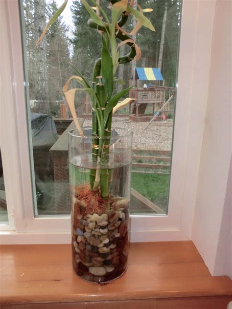 Tap water is okay for the bamboo plant to drink, as long as chlorine levels are low. Growing Plants in Water | ThriftyFun