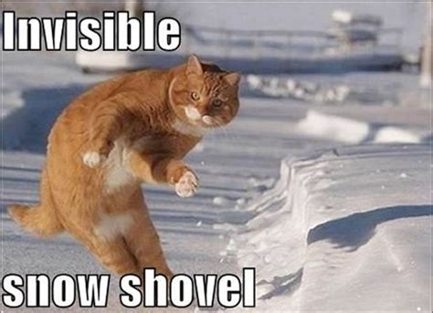 17 Of The Best Invisible Cat Pictures