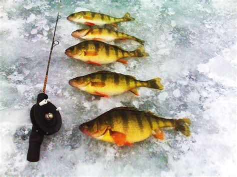 Drop bait near the bottom. Perch Starting to Bite - Michigan Fishing Report