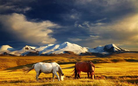 Horses Grasslands Mountains Grass Two Animals Horse Wallpapers Hd