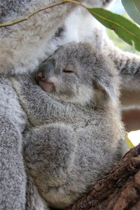 Sweet Baby Koala Bear Sleeping Baby Koala Koala Koala