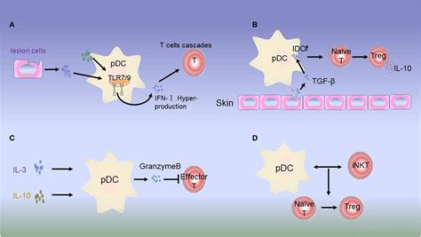 Frontiers Disease Associated Plasmacytoid Dendritic Cells