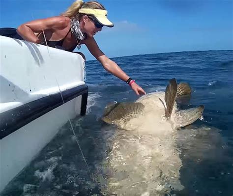 Bikini Beauty Catches Monster Lb Goliath Grouper Off Florida Keys