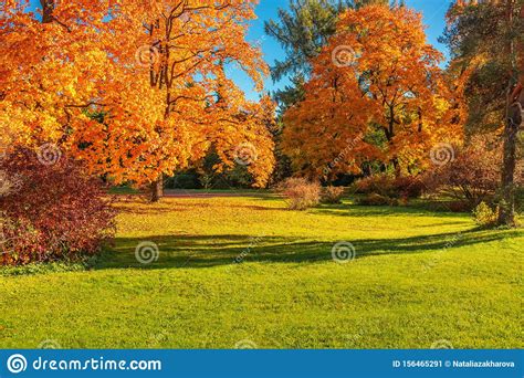 Autumn Landscape Background Autumn Maple Trees With Yellow And Red
