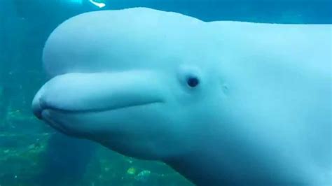 Playful Beluga Whale Youtube