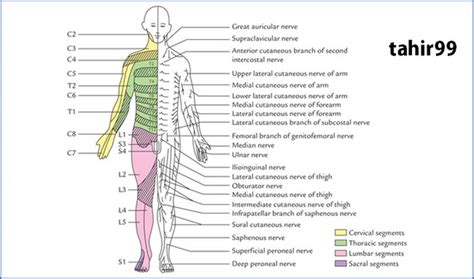 Dermatomes Myotomes And Dtr Poster X Chiropractic Medical The