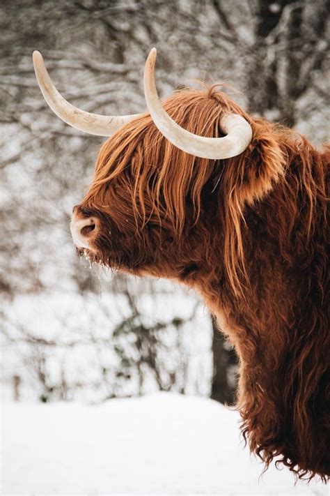 Pin By Deborah Weber On Animals Scottish Highland Cattle Fluffy Cows