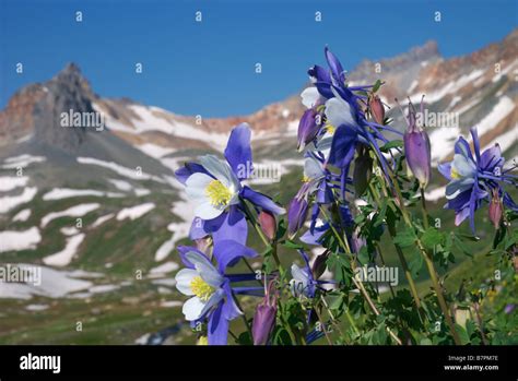 Columbine Hi Res Stock Photography And Images Alamy