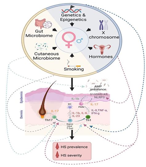 Frontiers Sex Biased Immunological Processes Drive Hidradenitis