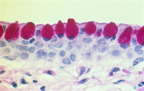 Conjunctival Goblet Cells Lm Photograph By Ralph C Eagle Jr