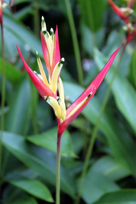 Phoenix Flower Free Stock Photo Public Domain Pictures