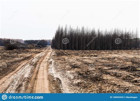 Burned Pine Trees Following A Forest Fire In Troodos Cyprus Stock