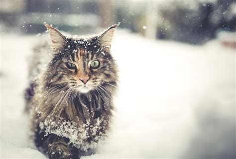 5 Winter Grooming Tips For Cats Cattime