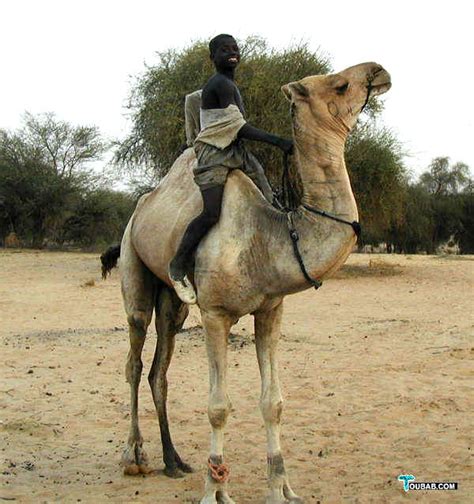 Alaghi Master Of Camels With