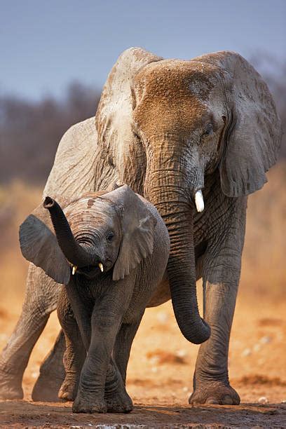 Elephants Holding Trunks Stock Photos Pictures And Royalty Free Images