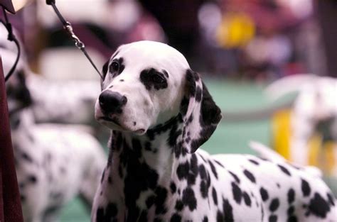 Dalmatian By Brare On Deviantart Dalmatian Cute Dog Pictures Cute Dogs