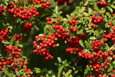 Nosy Neighbors Plant Some Privacy With These Fast Growing Shrubs