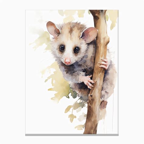 Light Watercolor Painting Of A Hanging Possum 3 Canvas Print By Possum