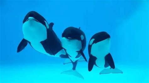 China Is Starting A Controversial Orca Breeding Program
