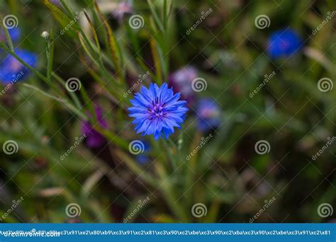 Blue Cornflower In The Garden Stock Photo Image Of Botany Grass