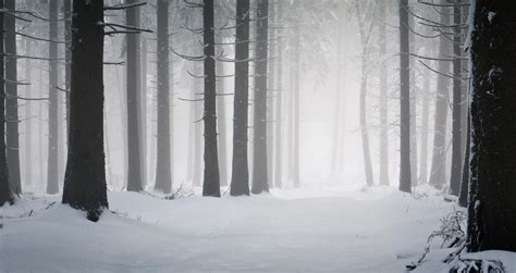 Snowy Forest High Definition Wallpaper Hd Wallpapers Snow Forest