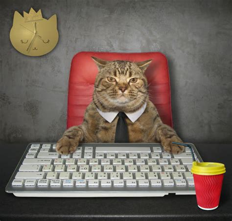 Boss Cat Stock Photos Pictures And Royalty Free Images Istock