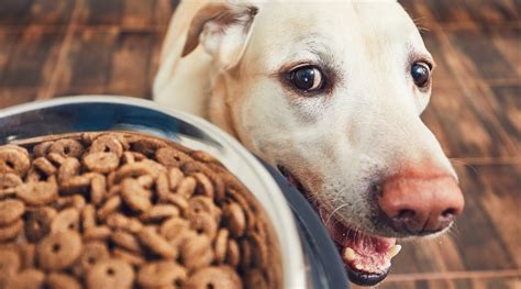 If your pet has been experiencing regular constipation. Best High Fiber Dog Foods For Anal Gland Problems