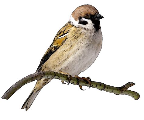 Sparrow Clipart