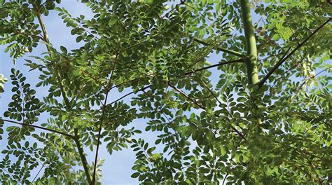 Grow Miraculous Moringa In The Desert Phoenix Home And Garden
