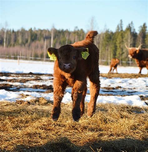 if you ever feel sad these 50 highland cattle calves will make you smile amazing art s post
