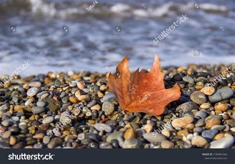 440796 Autumn At The Sea Images Stock Photos And Vectors Shutterstock