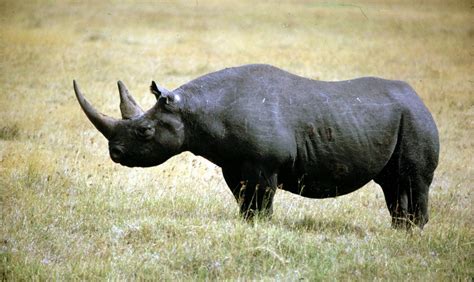 Rinoceronte Negro Igui Ecologia