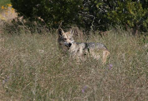 Groups Demand Revocation Of Wolf Killers Grazing Privileges Brave