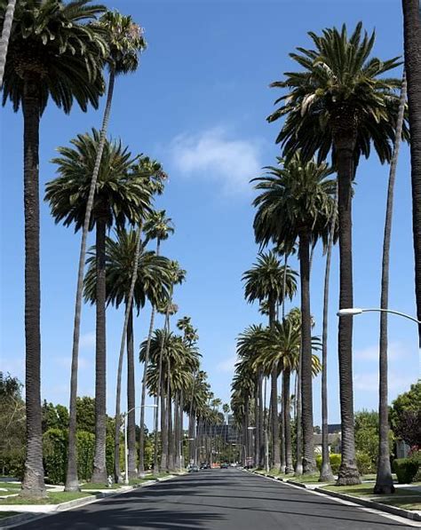 Palm Tree Lined Street In Beverly Hills California California Palm
