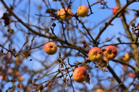 10 Reasons To Cut Down Your Apple Tree And When To Do It Tree Journey
