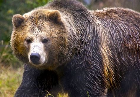 Grizzly Bears In Colorado San Juans Warehouse Of Ideas