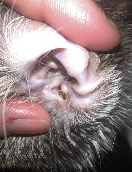 Cat Ear Infection Vet Help Direct