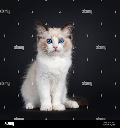 Impressive Seal Bicolor Ragdoll Cat Kitten Sitting Facing Front