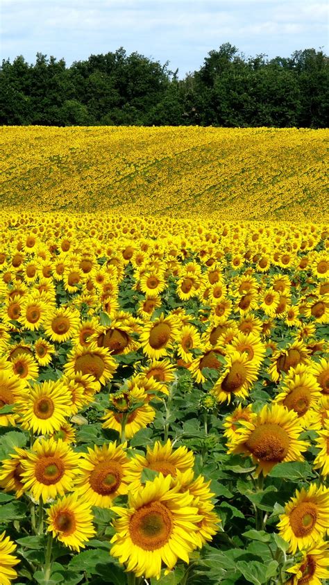 Field Sunflowers Landscape Summer Wallpaper 1080x1920
