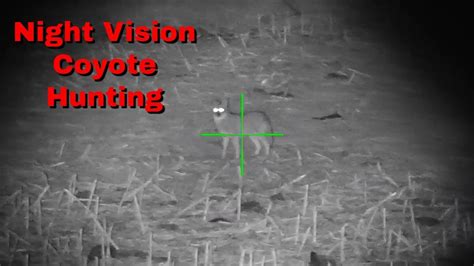 Night Vision Coyote Hunt Youtube