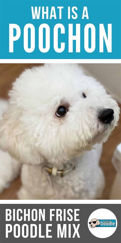 Bichon Poodle Mix Poodle Mix Breeds Bichon Frise Poochon Puppies